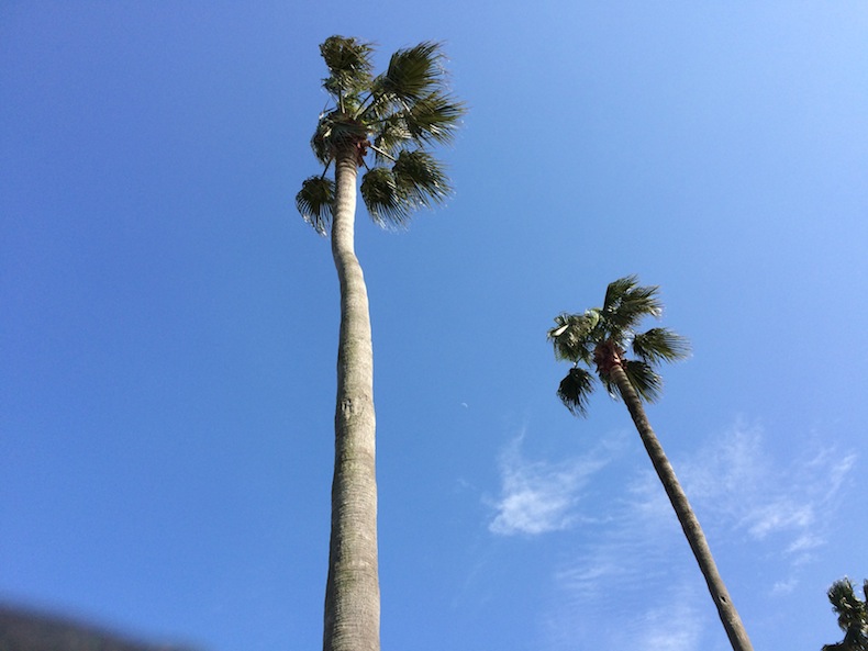 椰子の木 ヤシの木 やしの木