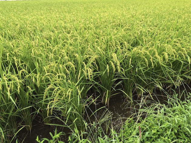 水田 田んぼ 米作り 稲作 農業